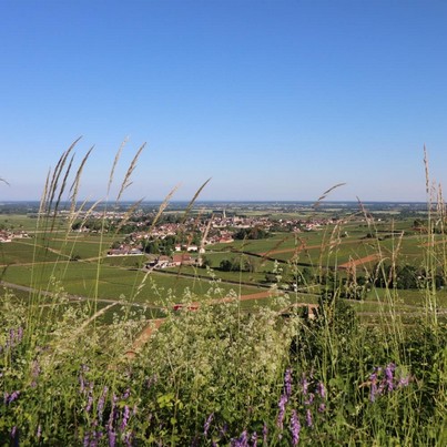 Vous êtes de passage en Bourgogne cet été ? Profitez-en pour enrichir votre culture œnologique et participez à un cours de dégustation à Sensation Vin.