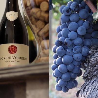 Le cours "Pure Dégustation" est consacré aux vins de Bourgogne et au pinot noir.