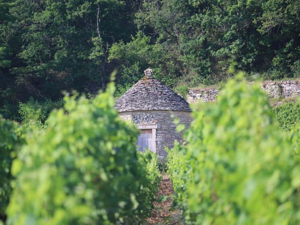 Une cabotte au milieu des vignes découverte lors du wine tour "De Corton au Chambertin"