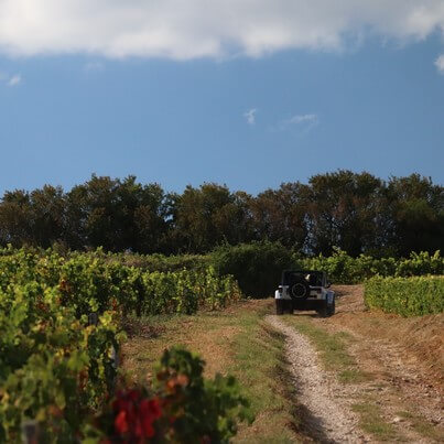 From Chambertin to Montrachet