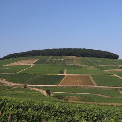 Notre cours de dégustation itinérant vous offre des vues imprenables sur le vignoble de Bourgogne, comme ici sur la Colline des Cortons.
